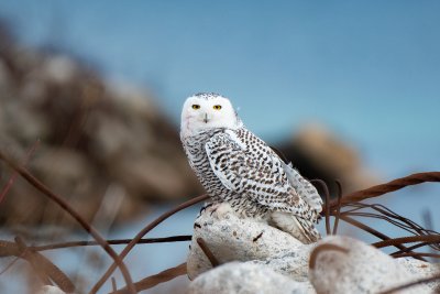 Snowy Owl (Bubos scandiacus)