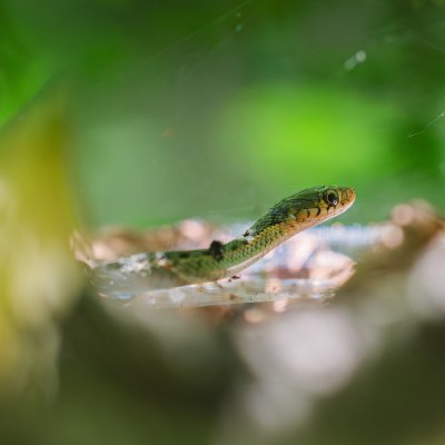 Common Garter Snake (Thamnophis s. sirtalis)
